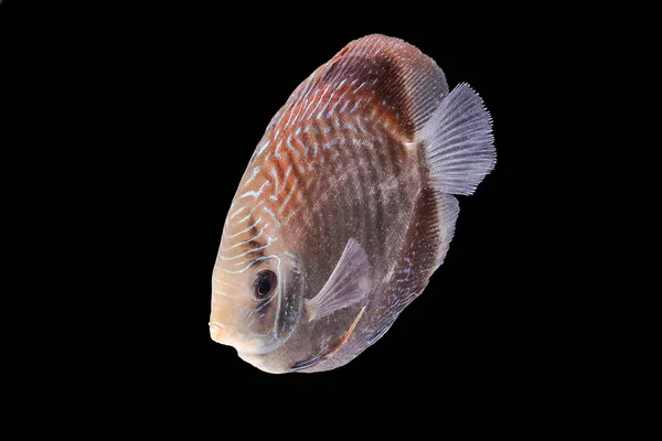 Discus Fish on Black Backgroung — Stock Photo, Image