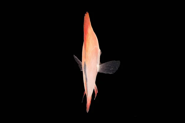 Discus balık üzerinde siyah Backgroung — Stok fotoğraf