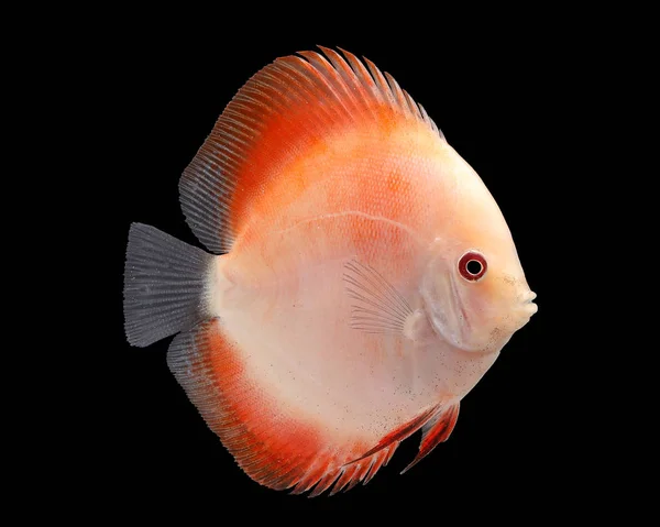 Discus Fish on Black Backgroung — Stock Photo, Image