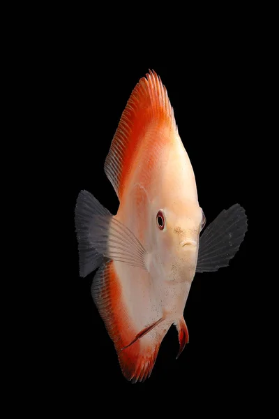 Discus Fish on Black Backgroung — Stock Photo, Image