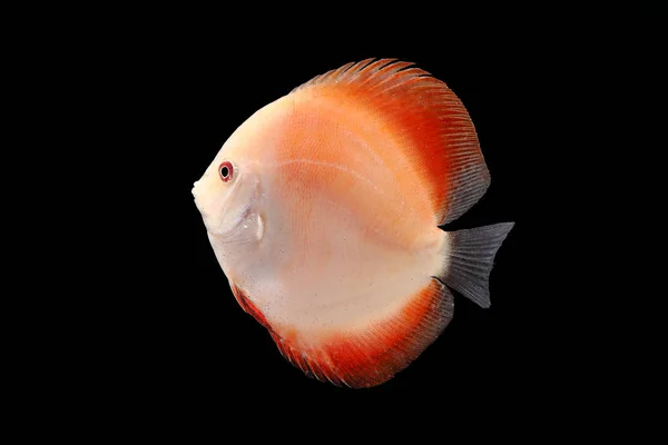 Discus Fish on Black Backgroung — Stock Photo, Image