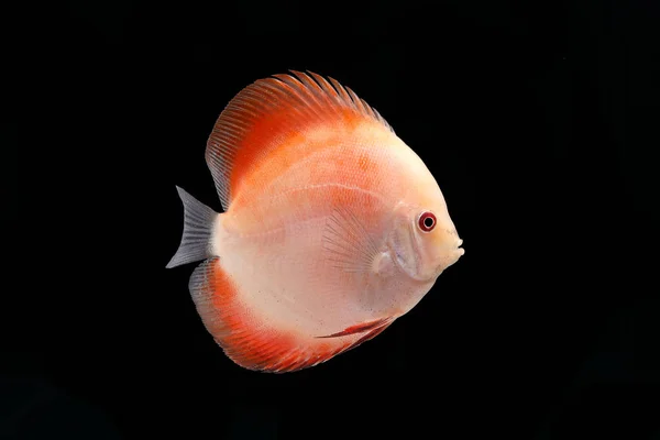 Discus balık üzerinde siyah Backgroung
