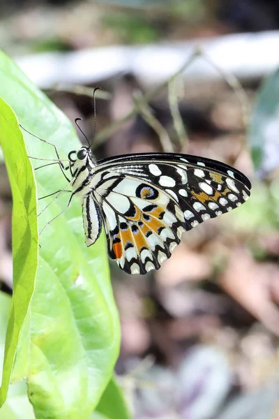 아름 다운 색깔의 나비 — 스톡 사진