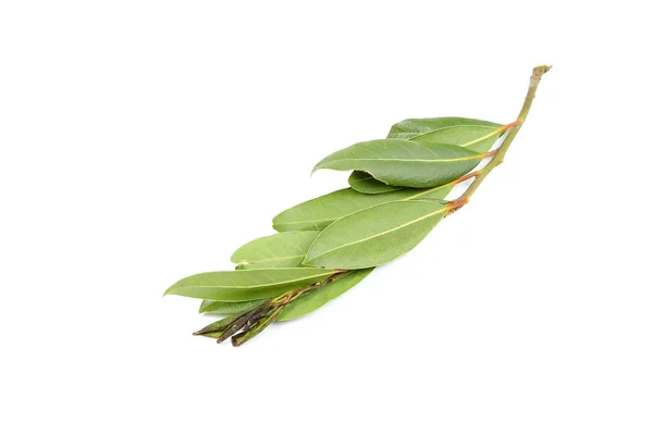 Bay leaf herb spice — Stock Photo, Image