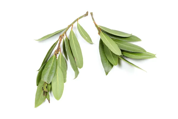Liść laurowy zioła przyprawy — Zdjęcie stockowe