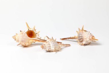 Deniz kabuğu çeşitli 