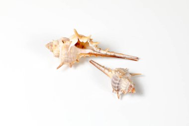 Deniz kabuğu çeşitli 