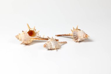 Deniz kabuğu çeşitli 