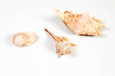 Deniz kabuğu çeşitli 