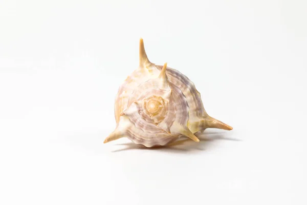 Sea Shell variety — Stock Photo, Image