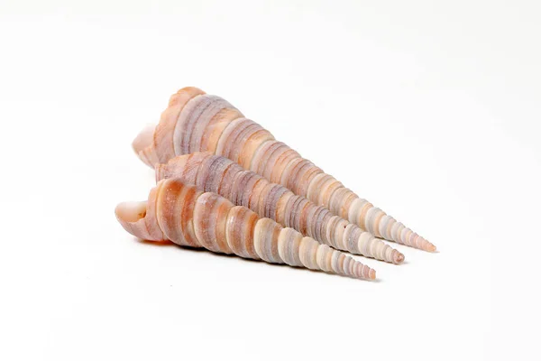 Variedad de concha marina —  Fotos de Stock