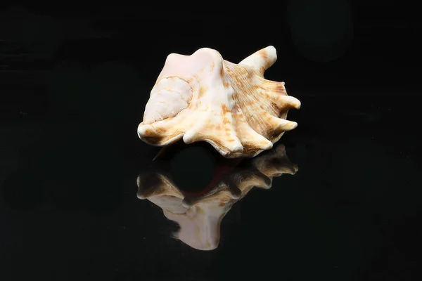 Variação da concha marinha — Fotografia de Stock