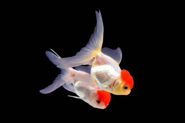 Japon balığı akvaryum pet 