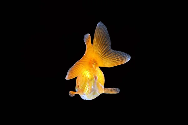 GoldFish aquário animal de estimação — Fotografia de Stock