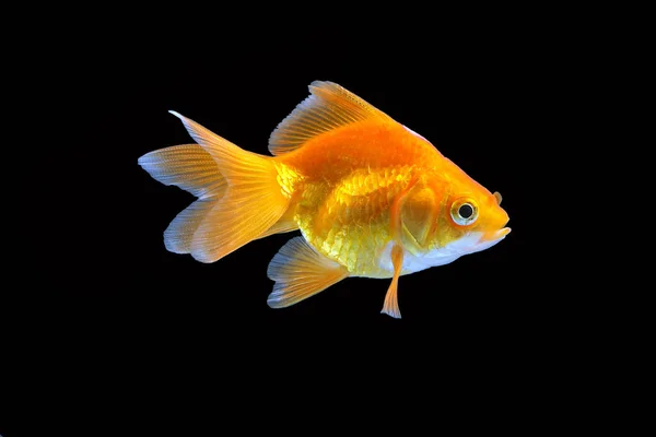 GoldFish aquário animal de estimação — Fotografia de Stock