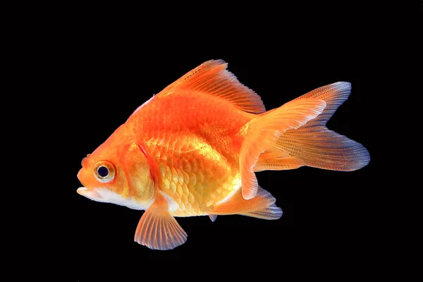 Acquario di pesci rossi animale domestico — Foto Stock