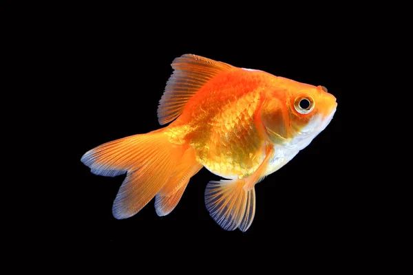 GoldFish aquarium pet — Stock Photo, Image