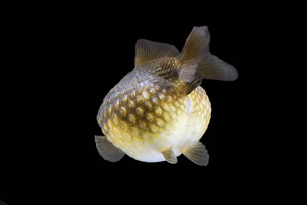 Guldfisk akvarium pet — Stockfoto