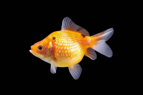 GoldFish aquarium pet — Stock Photo, Image