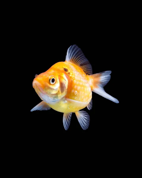 Goldfisch-Aquariumtier — Stockfoto