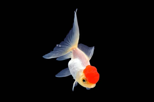 GoldFish aquarium hewan peliharaan — Stok Foto