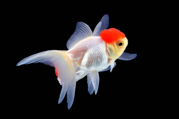 GoldFish aquário animal de estimação — Fotografia de Stock