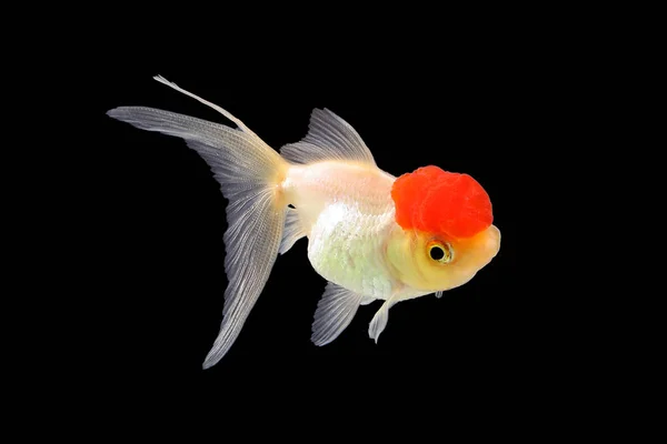 GoldFish acuario mascota — Foto de Stock