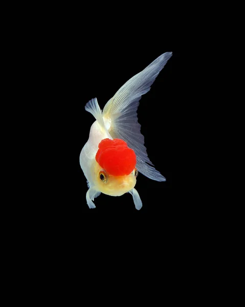 GoldFish aquarium hewan peliharaan — Stok Foto