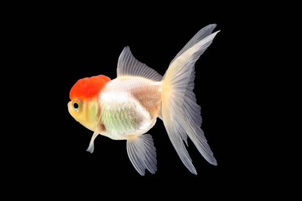 GoldFish aquário animal de estimação — Fotografia de Stock