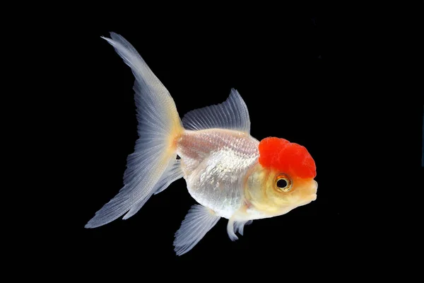 GoldFish aquário animal de estimação — Fotografia de Stock