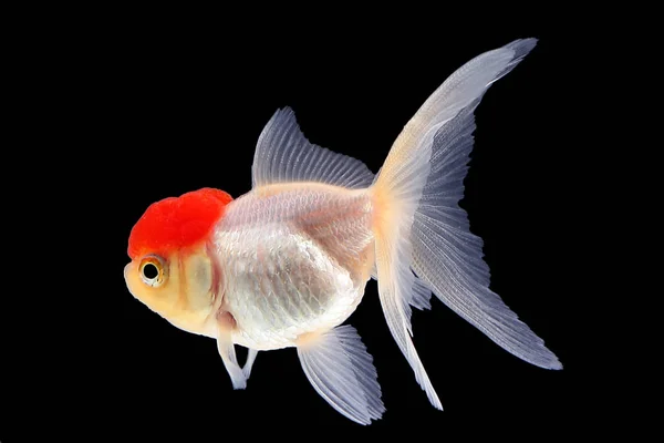 GoldFish aquário animal de estimação — Fotografia de Stock