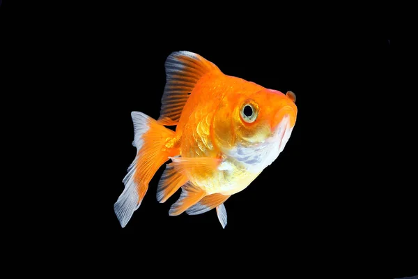 GoldFish acuario mascota — Foto de Stock