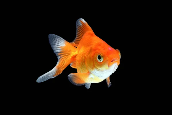 GoldFish acuario mascota — Foto de Stock