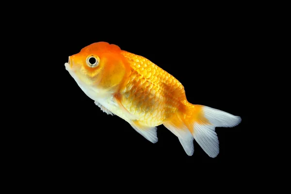 Goldfisch-Aquariumtier — Stockfoto