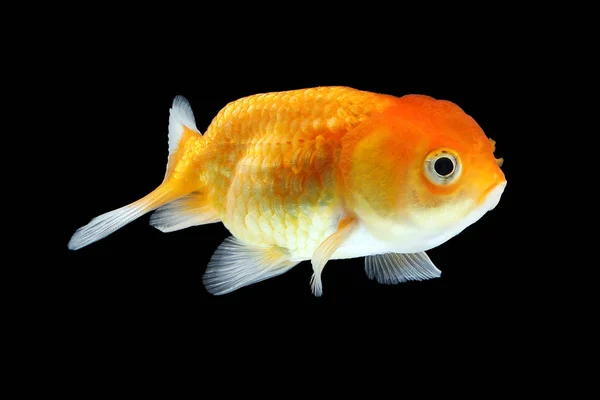 GoldFish aquarium pet — Stock Photo, Image