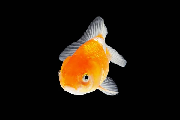 GoldFish aquarium pet — Stock Photo, Image