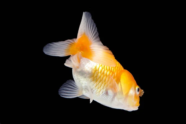 Золотой аквариум — стоковое фото