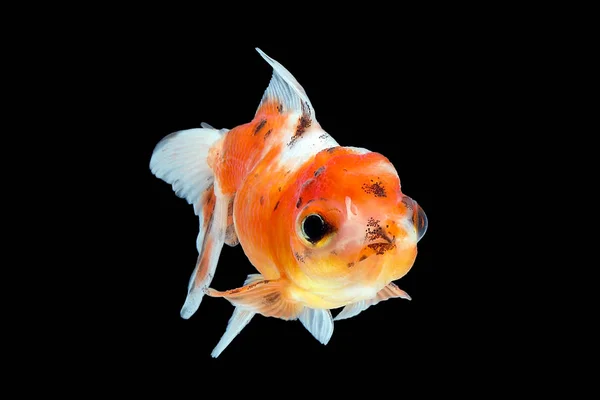 GoldFish acuario mascota — Foto de Stock