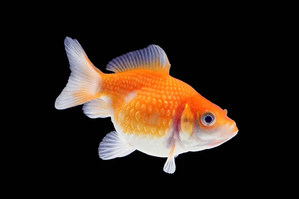 Acquario di pesci rossi animale domestico — Foto Stock