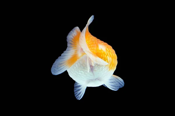 Золотой аквариум — стоковое фото