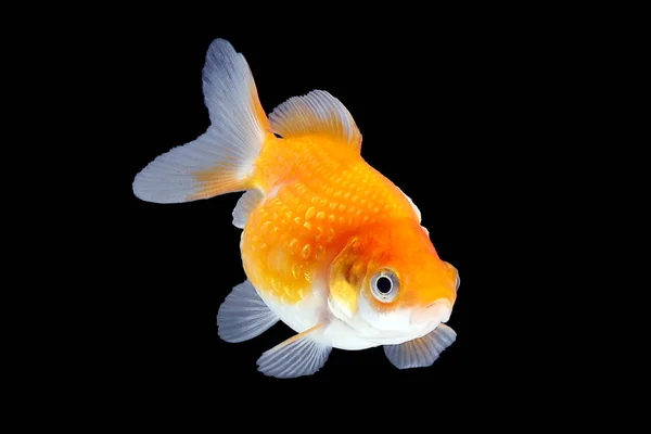 GoldFish aquarium pet — Stock Photo, Image