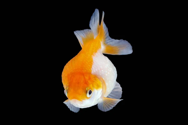 Goldfisch-Aquariumtier — Stockfoto