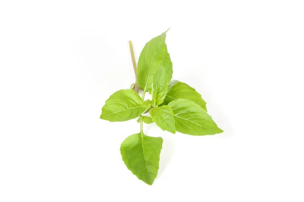 Green Thai Basil — Stock Photo, Image