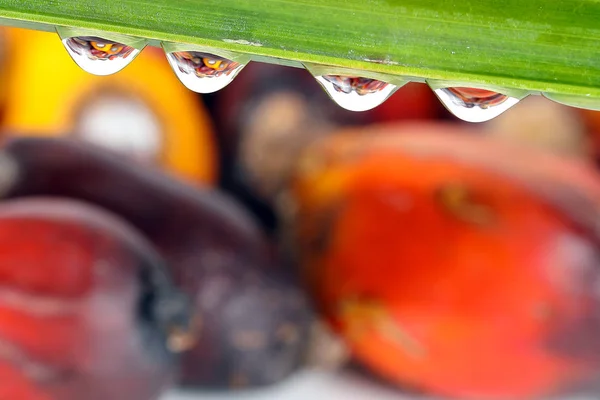 Aceite de refracción Palma Gotita de agua de frutas — Foto de Stock