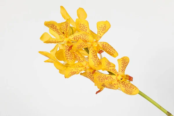 Fleur d'orchidée colorée — Photo