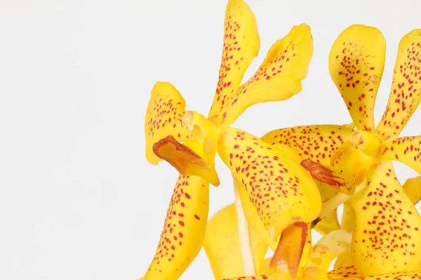 Fleur d'orchidée colorée — Photo