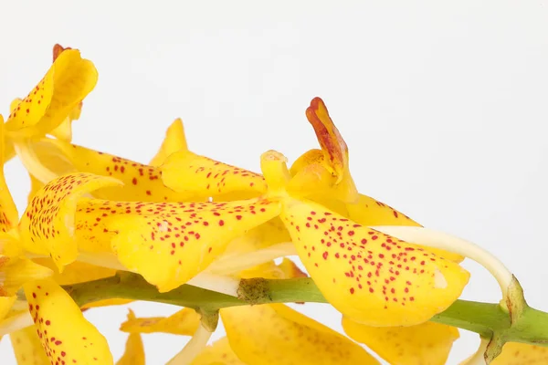 カラフルな蘭の花 — ストック写真