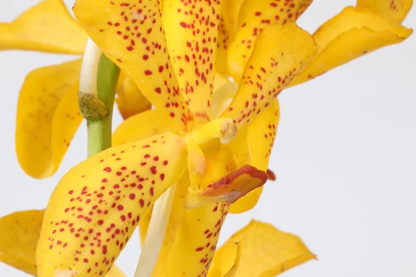 Flor de orquídea colorida — Fotografia de Stock