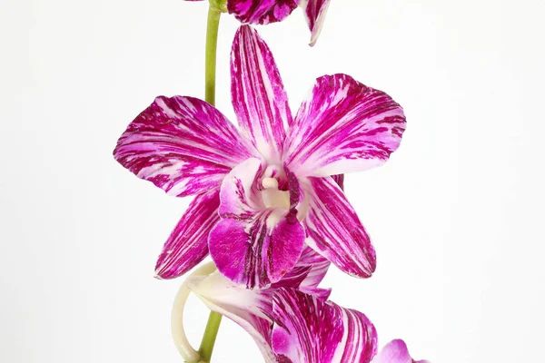 Flor de orquídea colorida fotos, imagens de © oqba #160663158