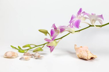 Renkli orkide çiçek Seashell